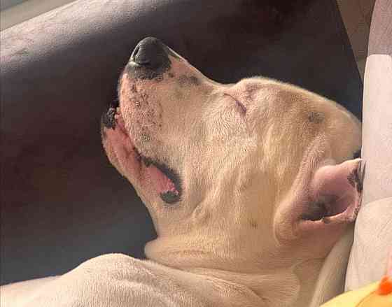 Ищем девочку для вязки собак Донецк