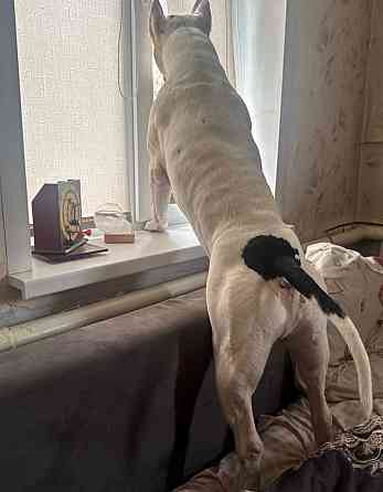 Ищем девочку для вязки собак Донецк