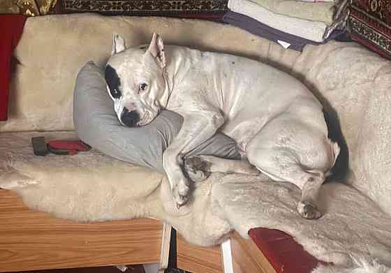 Ищем девочку для вязки собак Донецк