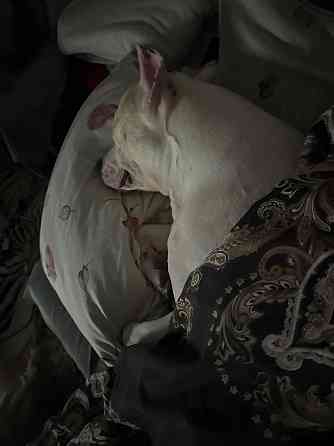 Ищем девочку для вязки собак Донецк