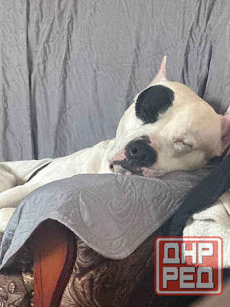 Ищем девочку для вязки собак Донецк - изображение 7