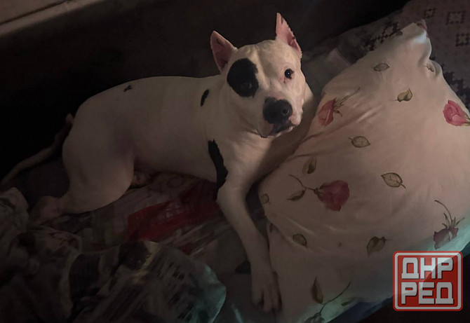 Ищем девочку для вязки собак Донецк - изображение 6