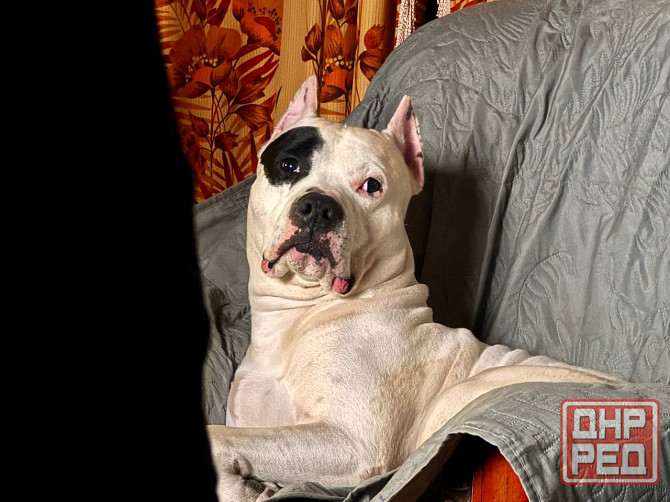 Ищем девочку для вязки собак Донецк - изображение 8