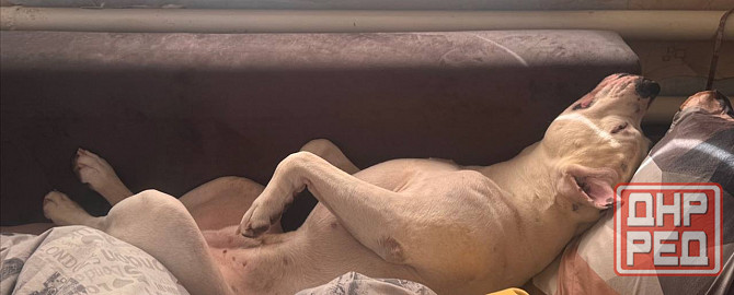 Ищем девочку для вязки собак Донецк - изображение 3