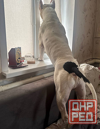 Ищем девочку для вязки собак Донецк - изображение 4