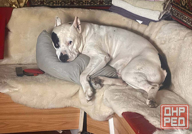 Ищем девочку для вязки собак Донецк - изображение 1