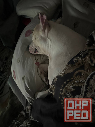 Ищем девочку для вязки собак Донецк - изображение 5