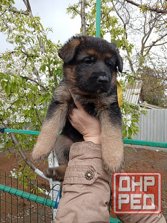 Продам щенков немецкой овчарки Донецк - изображение 6