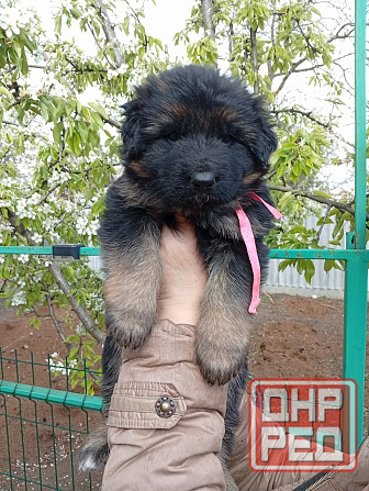 Продам щенков немецкой овчарки Донецк - изображение 4