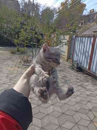 Срочно нужны лучшие родители для котят. Привезу Донецк