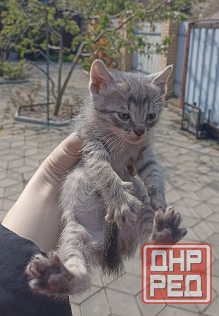Срочно нужны лучшие родители для котят. Привезу Донецк - изображение 2