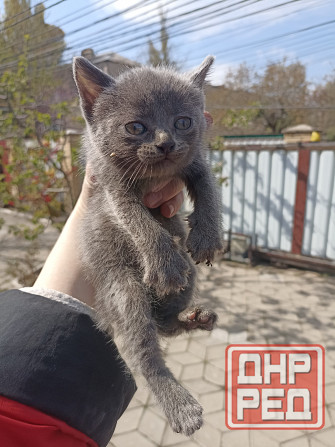 Срочно нужны лучшие родители для котят. Привезу Донецк - изображение 5