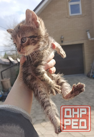 Срочно нужны лучшие родители для котят. Привезу Донецк - изображение 4