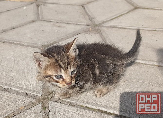 Срочно нужны лучшие родители для котят. Привезу Донецк - изображение 3