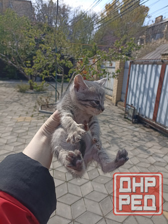 Срочно нужны лучшие родители для котят. Привезу Донецк - изображение 6