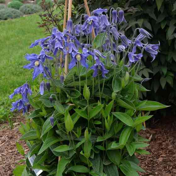Клематис integrifolia цельнолистный Донецк