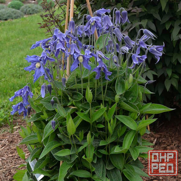 Клематис integrifolia цельнолистный Донецк - изображение 1