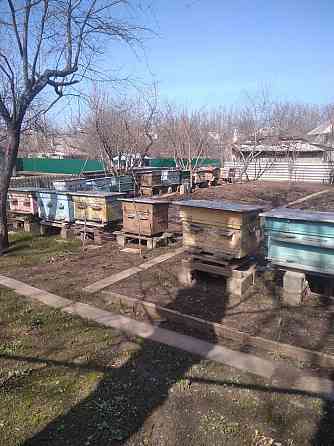 Продам пасеку 11 уликов, лежаки, мед, медогонку Горловка