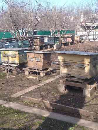 Продам пасеку 11 уликов, лежаки, мед, медогонку Горловка