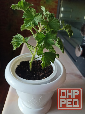 Королевская пеларгония с горшком. Донецк - изображение 1