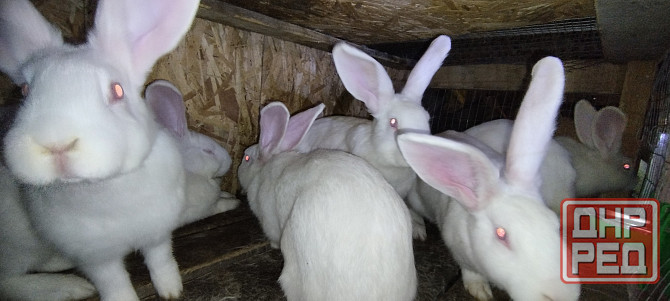Продам кроликов Ясиноватая - изображение 5