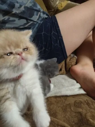 Продам котят экзотов Донецк