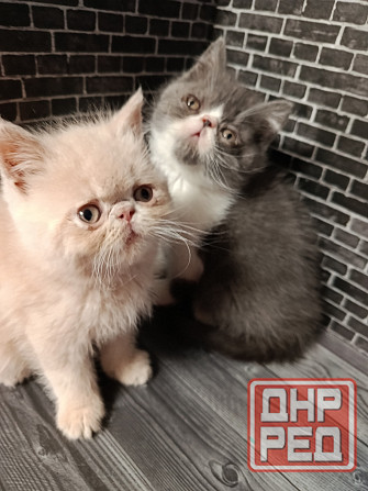 Продам котят экзотов Донецк - изображение 1