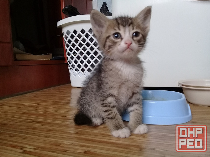 Котенок-мальчик, кот, котёнок, котята Макеевка - изображение 1
