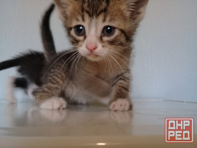 Котенок-мальчик, кот, котёнок, котята Макеевка - изображение 5