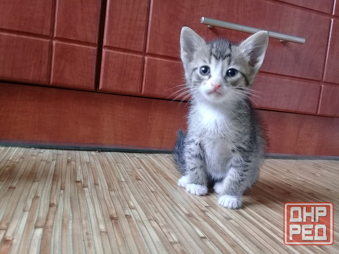 Котенок-мальчик, кот, котёнок, котята Макеевка - изображение 2