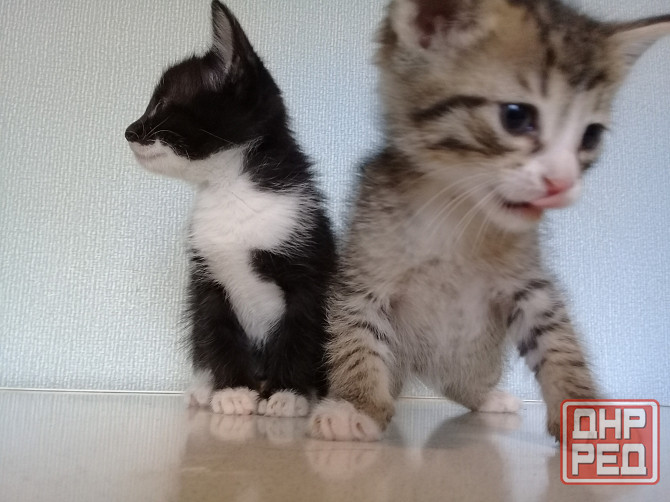 Котенок-мальчик, кот, котёнок, котята Макеевка - изображение 3