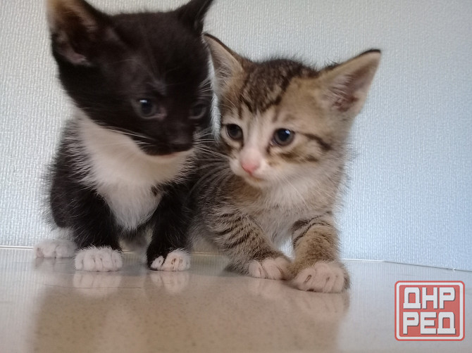 Котенок-мальчик, кот, котёнок, котята Макеевка - изображение 4