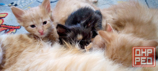 Котята Метисы Макеевка - изображение 4