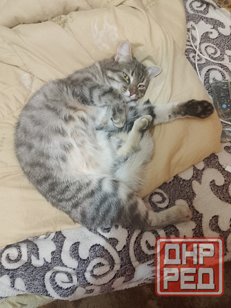 Отдам кошечку срочно Донецк - изображение 1