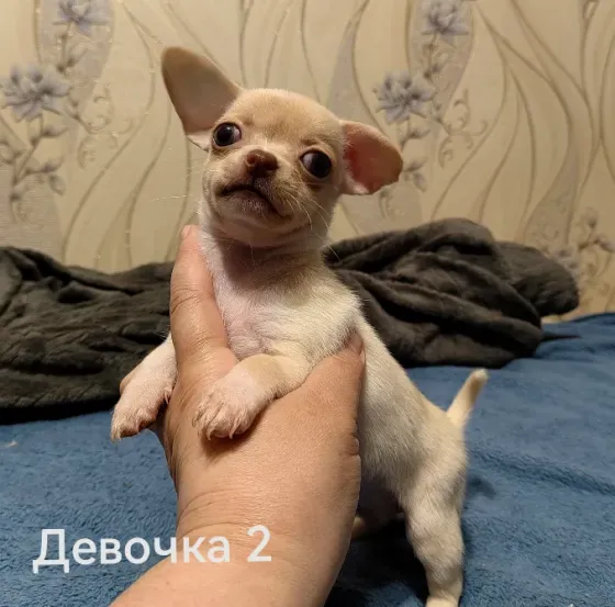 Щенки чихуахуа Донецк