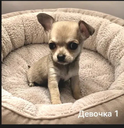 Щенки чихуахуа Донецк