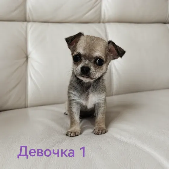 Щенки чихуахуа Донецк