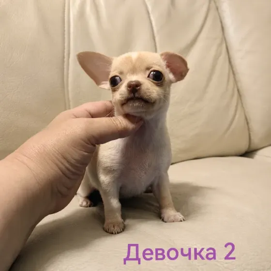 Щенки чихуахуа Донецк