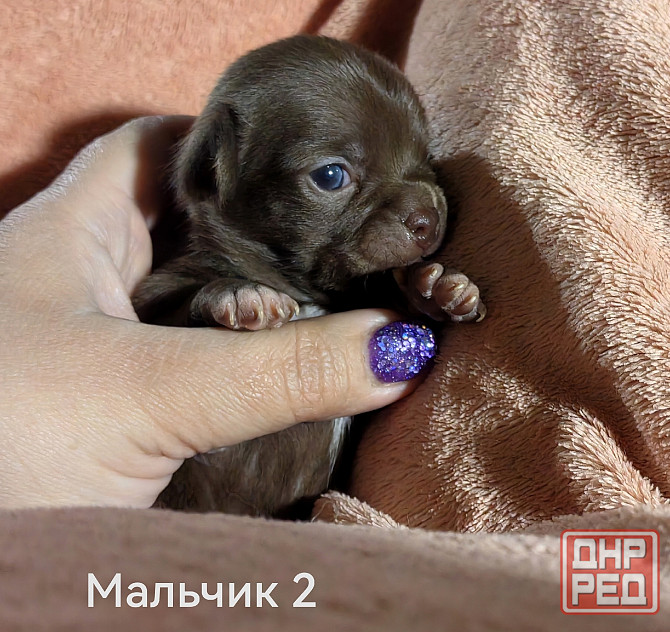 Щенки чихуахуа Донецк - изображение 9