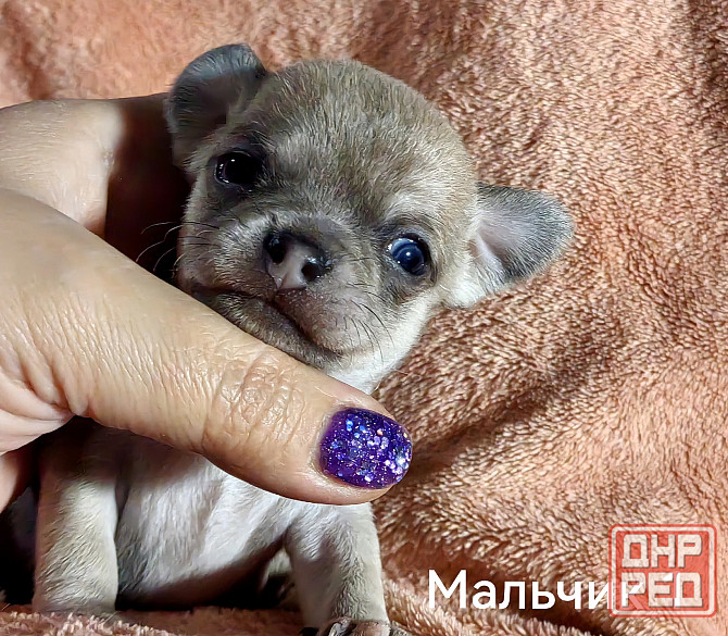 Щенки чихуахуа Донецк - изображение 8