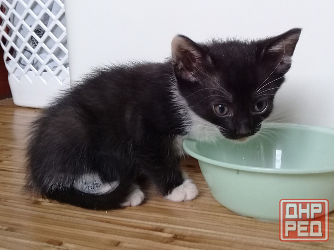 Котенок-девочка, кошка, котята Макеевка - изображение 6