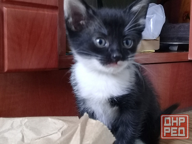 Котенок-девочка, кошка, котята Макеевка - изображение 5