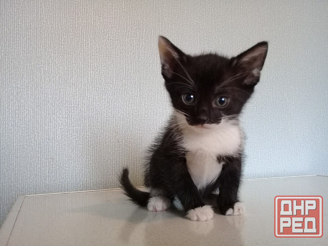 Котенок-девочка, кошка, котята Макеевка - изображение 1
