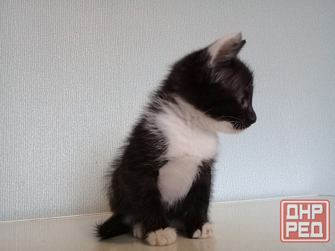 Котенок-девочка, кошка, котята Макеевка - изображение 7