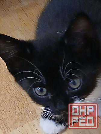 Котенок в добрые руки Донецк - изображение 2