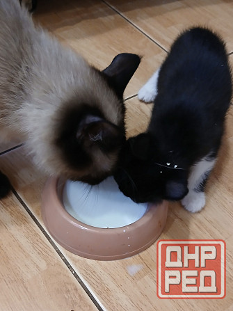Котенок в добрые руки Донецк - изображение 3