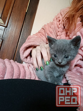 Отдам пепельного котенка Донецк - изображение 2