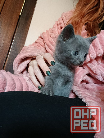 Отдам пепельного котенка Донецк - изображение 1
