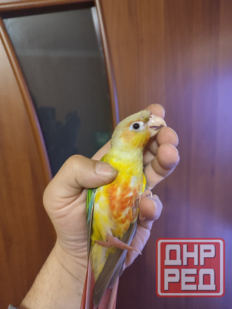Попугай пиррура молине ананас, самка Донецк - изображение 6