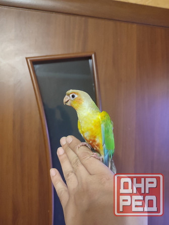 Попугай пиррура молине ананас, самка Донецк - изображение 1